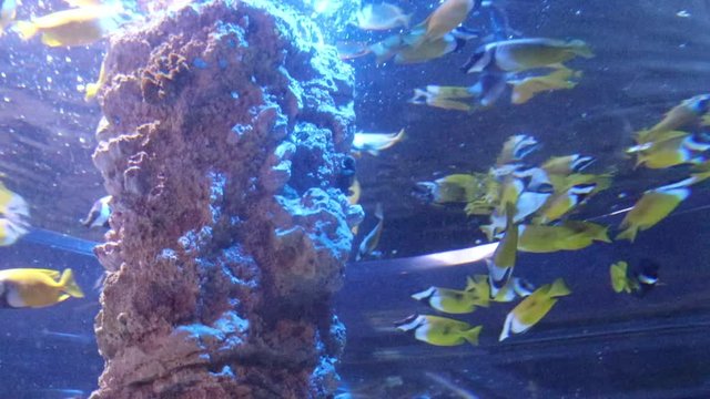 Fish swim in the aquarium in the zoo. Captive fish. Beautiful creatures. Marine life. Underwater animals