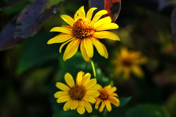 Yellow and red flower in the garden shined at sun