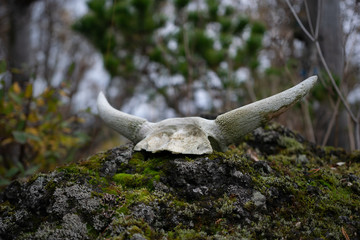 Cráneo vikingo posado sobre una roca
