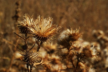 A colorful closeup of dried flowers, dried oranges, fragrant herb leaves