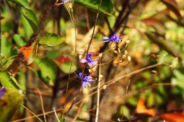 Wild Blue Flowers Blooming. Closeup Image garden