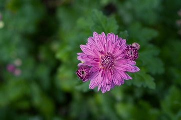 Beautiful lilac chrysanthemum in green leaves. Single flower. Garden plants. Floral background.