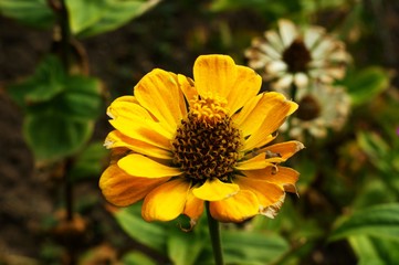 Yellow and red flower in the garden shined at sun