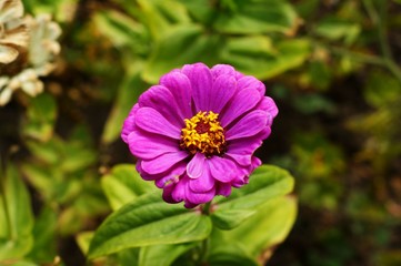 Beautiful background with a red flower and green plants in the park
