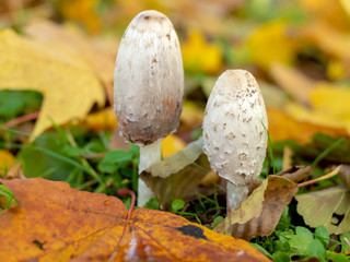 Mushrooms toadstools