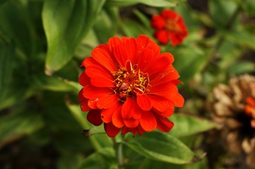 Beautiful background with a red flower and green plants in the park