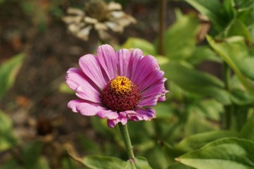 Obraz premium Beautiful background with a red flower and green plants in the park