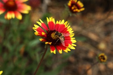 Yellow and red flower in the garden shined at sun