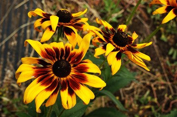 Fototapeta premium Yellow and red flower in the garden shined at sun
