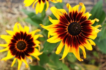 Yellow and red flower in the garden shined at sun
