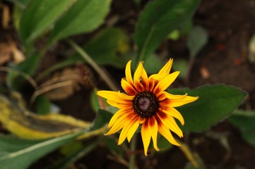 Yellow and red flower in the garden shined at sun