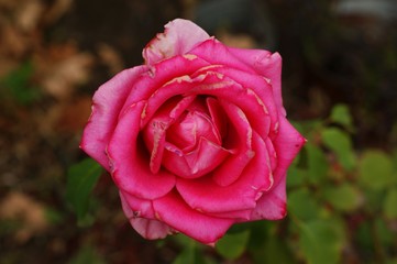 Beautiful background with a red flower and green plants in the park