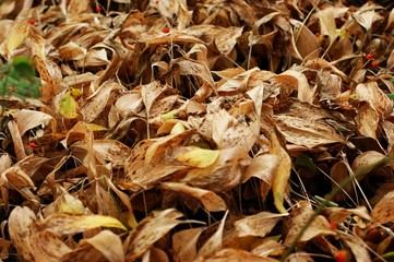 A colorful closeup of dried flowers, dried oranges, fragrant herb leaves