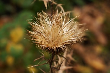 A colorful closeup of dried flowers, dried oranges, fragrant herb leaves