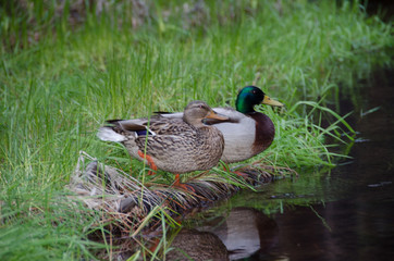 Duck