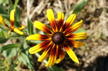 Yellow and red flower in the garden shined at sun