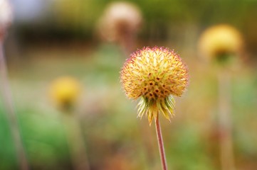 Beautiful fluffy autumn flower heads with seeds