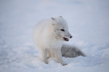Lis polarny na pierwszym jesiennym sniegu © blackspeed
