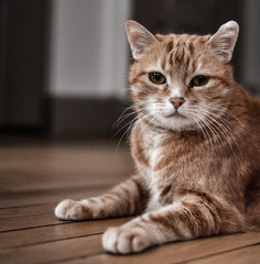 CATS HAVING A GOOD TIME AT HOME