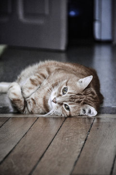 CATS HAVING A GOOD TIME AT HOME