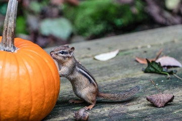 Cute chipumunk discovers a pumpkin.