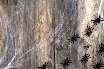 white spider web with black spiders on a gray wooden background from old boards, backdrop for the holiday Halloween