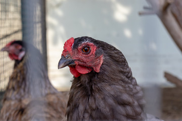 An egg laying brown hen sitting in a cage at a country farm