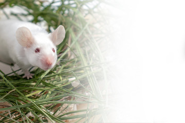 White albino laboratory mouse sitting in green dried grass, hay with copy space. Cute little rodent...