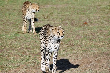 Kenyan cheetah sisters