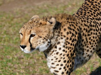 Kenyan cheetah