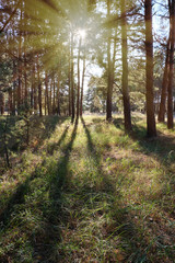 green coniferous forest on a sunny autumn day, Ukraine