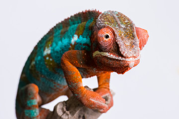 Obraz premium Panther Chameleon standing on branch looking at camera
