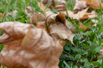 Dry fallen leaves, foliage close up on a lavn needed to be cleaned, gardening and autumn cleaning concept