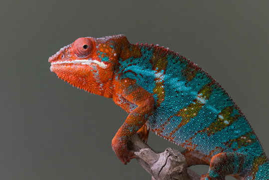 Panther Chameleon body profile standing on branch