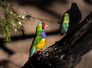 rainbow lorikeet in tree