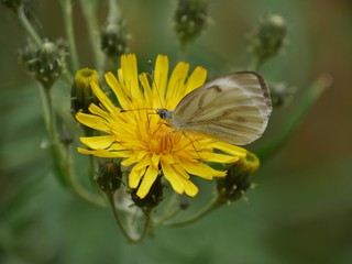 Zitronenfalter auf Löwenzahn