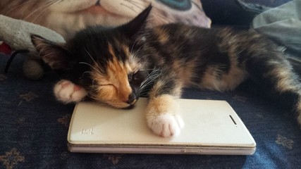 Kleine niedliche Baby Katze ist auf Handy eingeschlafen