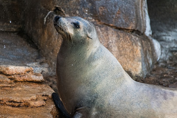 sea lion on rock