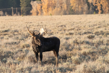Moose in the Morning