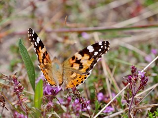 Schmetterling suagt an lila Blüte