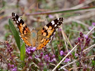 Falter bestäubt lila Blüte auf Wiese