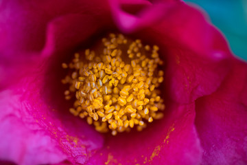 pink flower