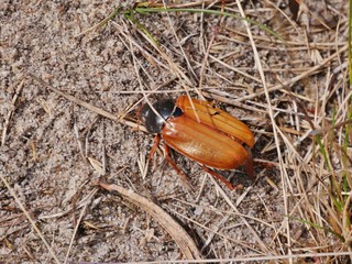 Käfer läuft über sandigen Boden
