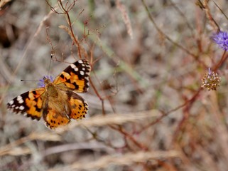 Fototapeta na wymiar Schmetterling am Strauch