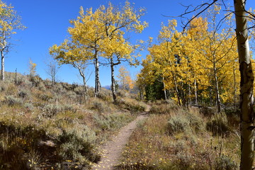 Colorado yellow aspen