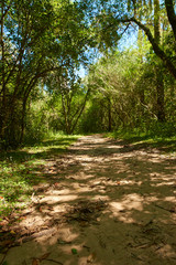 gravel road in native palm forest