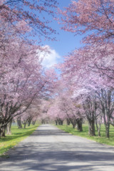 Fototapeta na wymiar 静内の桜並木