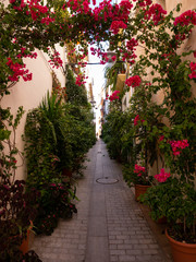 narrow town street full of red flowers