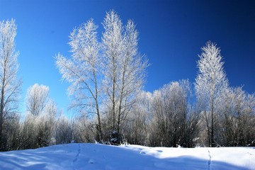 Frost on the trees in the winter season.