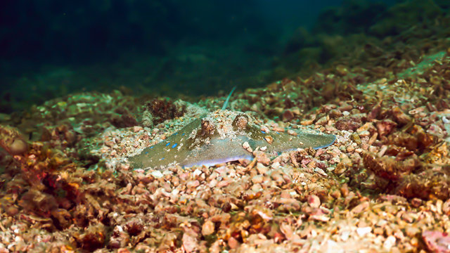 Bluespotted Stingray